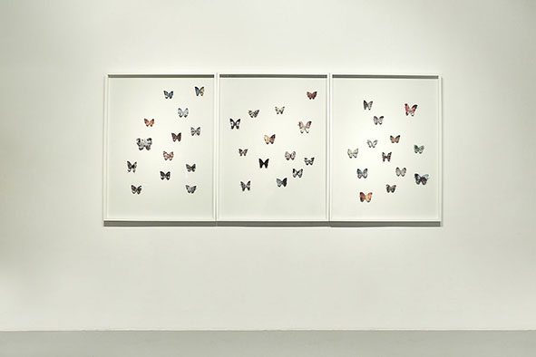 Ephemeral memories, triptique, 2023, cadres en bois, impressions sur papier, 3 x 90 x 120 cm